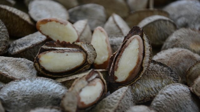 Produção de castanha-do-brasil, pirarucu e guaraná ganha incentivo do Mapa
