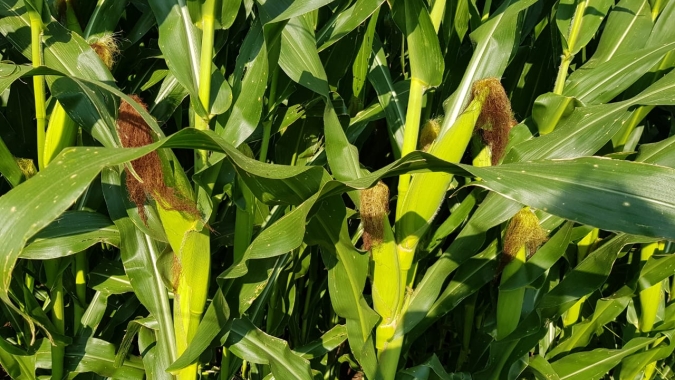 Deral indica boa produtividade já consolidada na maior parte do milho do Paraná