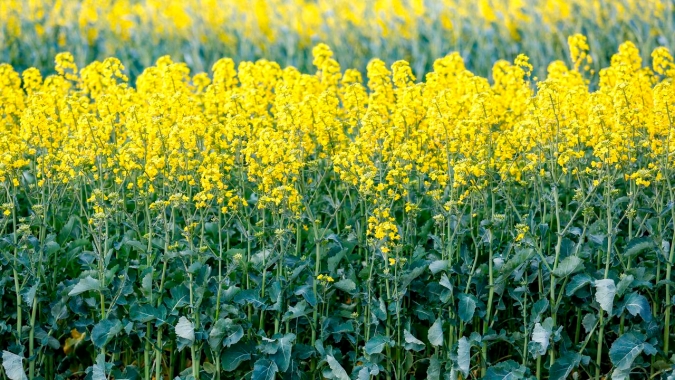 Começa a colheita da canola no RS