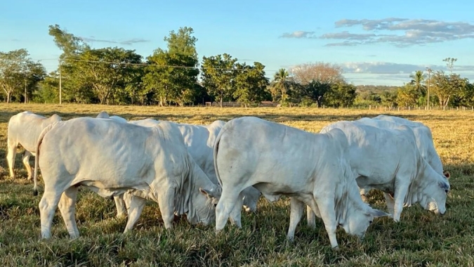 Acompanhando uma demanda crescente, pecuaristas investem em mercado de carne premium no Mato Grosso
