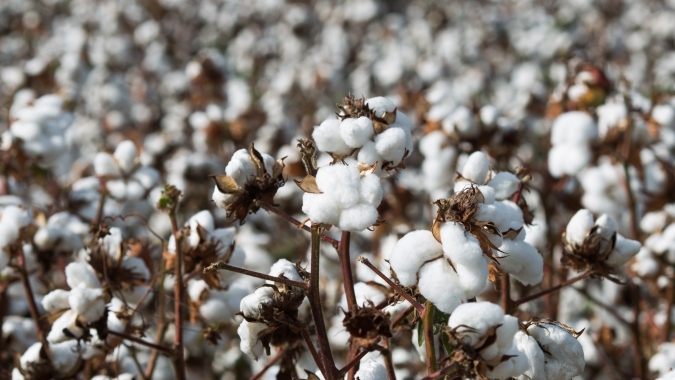 USDA: Vendas semanais de algodão dos EUA 22/23 totalizam 68,4 mil fardos e ficam em 7,1 mil fardos em 23/24
