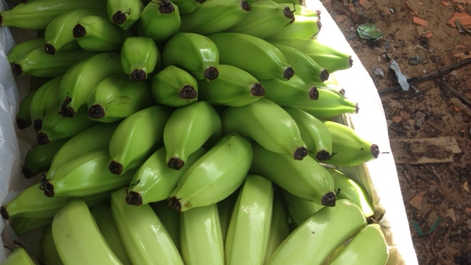 Banana de Luiz Alves é reconhecida como a 10ª Indicação Geográfica de Santa Catarina