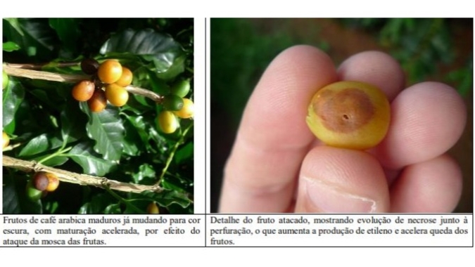 Procafé: Ataque da mosca das frutas pode acelerar queda de frutos de café