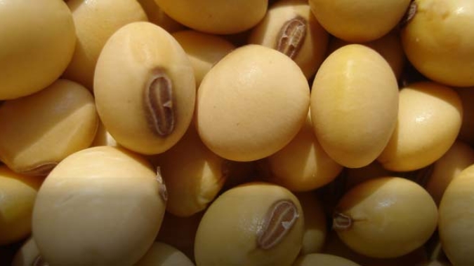DATAGRO Grãos aponta safra 2022/23 de soja da América do Sul em 190,46 mi de t
