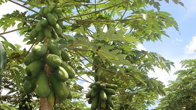 Mamão/Cepea: Chuvas volumosas afetam produção no início de 2023