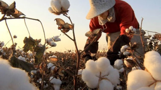 USDA: Vendas semanais de algodão dos EUA 21/22 totalizam 371,4 mil fardos