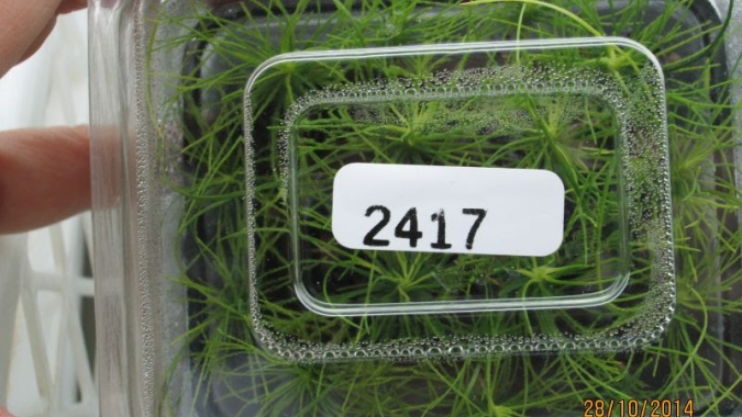 Plantas também ficam em quarentena: isolamento é necessário para que não haja entrada de patógenos exóticos no Brasil