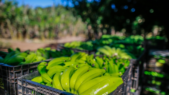 Banana/Cepea: Nanica surpreende e preço reage no semiárido