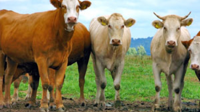 Epagri monitora a emissão de gases do efeito estufa na pecuária de SC