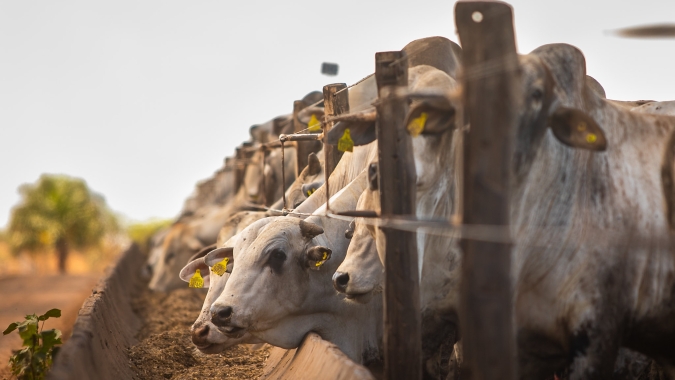 Boi/Cepea: Fraca demanda pressiona valores da carne