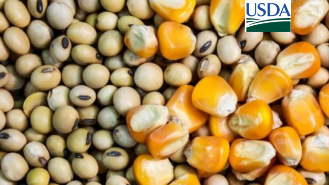 USDA traz vendas semanais de milho 24/25 acima do esperado e soja alinhada às expectativas