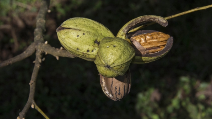 Brasil atinge a marca de 4º maior produtor mundial de noz – pecã