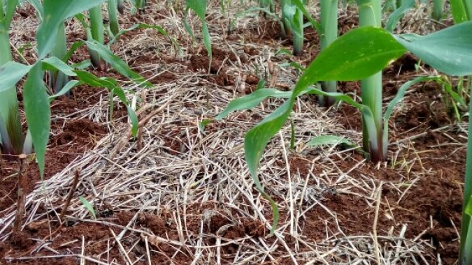 Pioneer lança híbridos de milho com tecnologia inédita no Brasil e de maior tolerância ao estresse hídrico