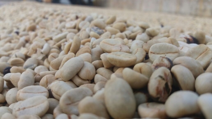 Como o clima e os altos custos estão reduzindo significativamente a produção do Café Cereja Descascado no Brasil?