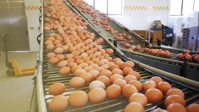 Semana começou com produtores de ovos alcançando novo reajuste