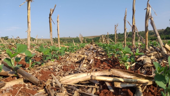 Plantio de soja no Paraná atinge 3% da área; ritmo é lento com escassez de chuva