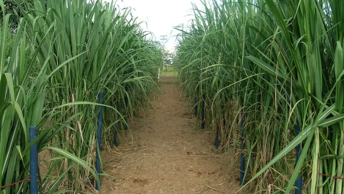 Incremento de 13,4% na área em produção de cana-de-açúcar na atual safra da BA