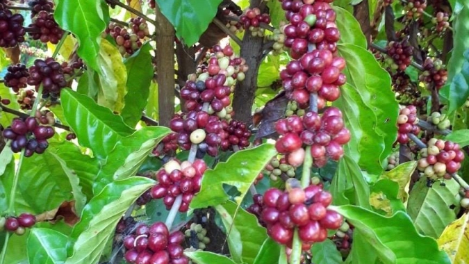 Produtividade de café bate recorde nos municípios de Colniza e Nova Santa Helena em MT