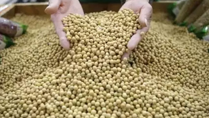 Comercialização de soja safra 2021/2022 atinge 79,20%, em julho no Mato Grosso do Sul