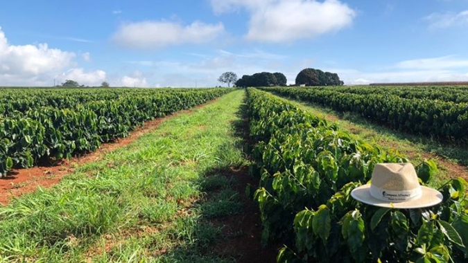 IAC lança Boletim Agrometeorológico para regiões cafeeiras paulistas