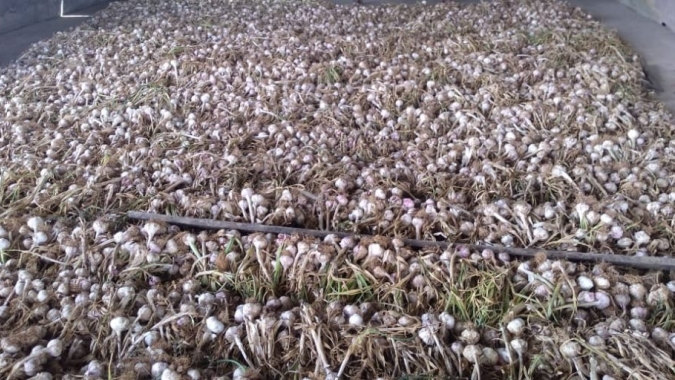 Pequeno produtor investe em cultivo de alho e colhe doze toneladas em Águas Lindas de Goiás