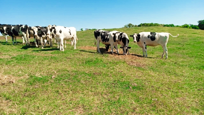 Chuvas insuficientes mantêm agropecuária catarinense em alerta