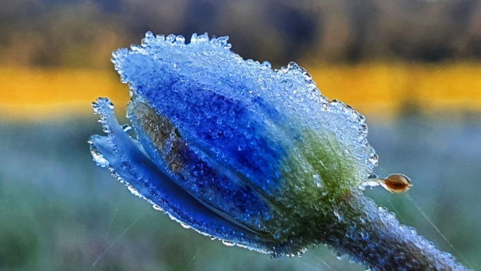 Frio continua e Inmet mantém risco de geada no RS, SC, PR e Serra da Mantiqueira na próxima madrugada