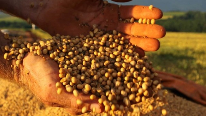 USDA: Embarques semanais de soja e milho dos EUA ficam dentro das expectativas do mercado