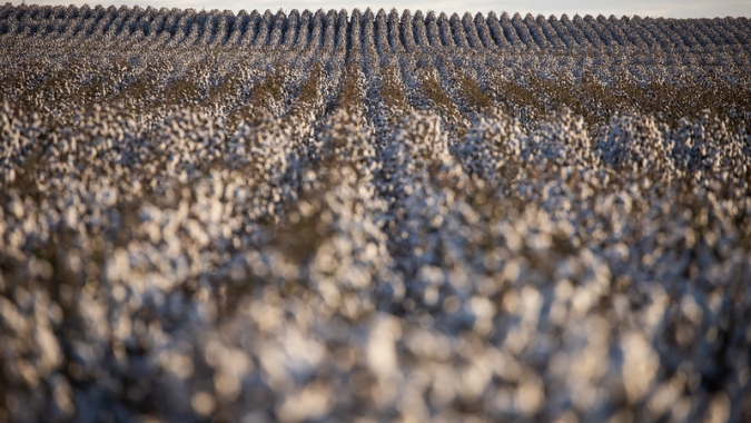 Minas Gerais reduziu área cultivada com algodão, mas espera boa produtividade com retorno das chuvas em abril