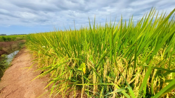 Brasil fecha 2024 com aumento das exportações de arroz beneficiado