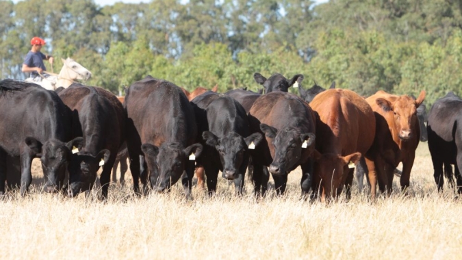 Associações de raça defendem ações para valorização de selos de certificação de carne