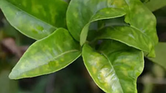O que você precisa saber sobre manejo do greening