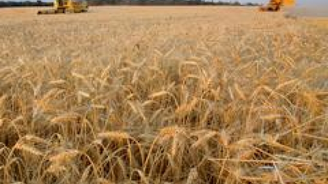 Cooperativas agropecuárias gaúchas estimam safra positiva de trigo