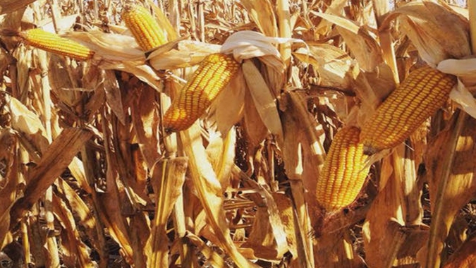 Inoculante reduz perdas de produtividade do milho consorciado com braquiária