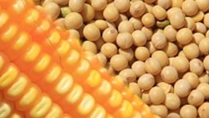 China aprova 96 variedades transgênicas de milho e duas de soja