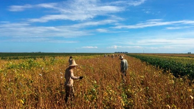 Mercado de Trabalho/Cepea: Agronegócio emprega mais de 26% da população ocupada no País em 2025