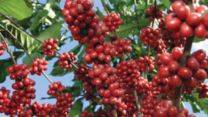 Chuvas acima da média no Brasil fazem preços do café encerrarem 6ª feira (03) com baixas nas bolsas internacionais