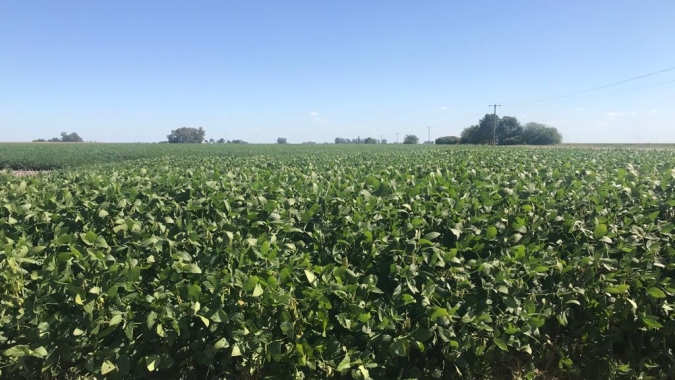 Aumento das retenciones da soja para 33% tira US$ 30/t do produtor argentino e preços não cobrem custos