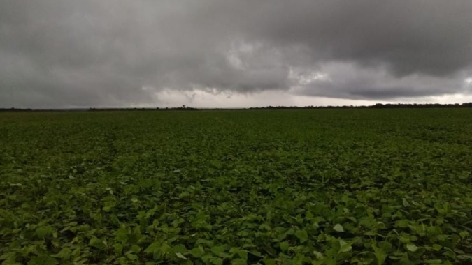 Paraná: Boletim agropecuário retrata atraso nas lavouras em razão das chuvas