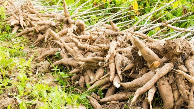 Mandioca/Cepea: Maior interesse de venda eleva a pressão sobre valores