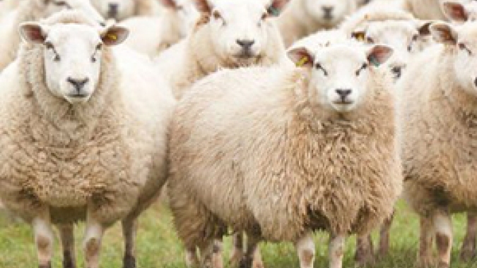 CNA discute Selo Arte para produtos da ovinocaprinocultura