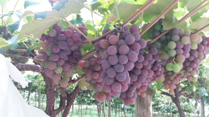 Normas técnicas para a produção integrada de uva entram em vigor em julho