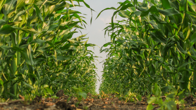 Grãos/Argentina: plantio de milho atinge 98,8% da área estimada; soja evolui bem