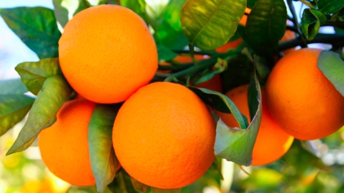 Citros/Cepea: Preço da laranja fica abaixo do registrado em abril de 2025