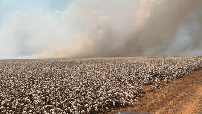 Incêndio de grandes proporções atinge fazenda em MT e consome lavouras de algodão