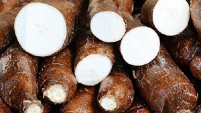 Mandioca: possível menor produtividade pode limitar oferta