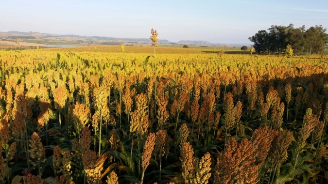 Nova estimativa para safra goiana de grãos indica produção de 32,1 milhões de toneladas no ciclo 2022/2023