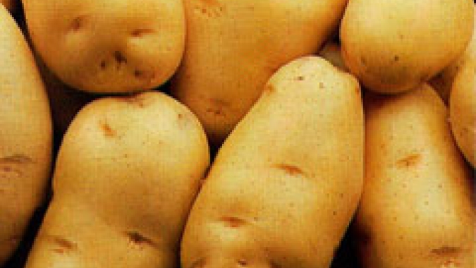 Batata/Cepea: Produtividade no Paraná deve ser comprometida pela pouca chuva
