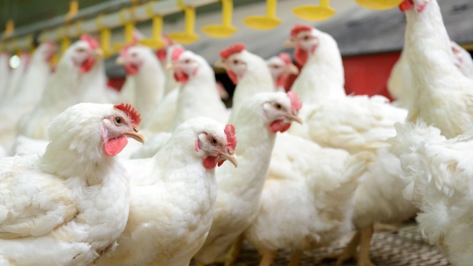 Cepea: demandas interna e externa aquecidas devem manter preços firmes para o frango em 2020