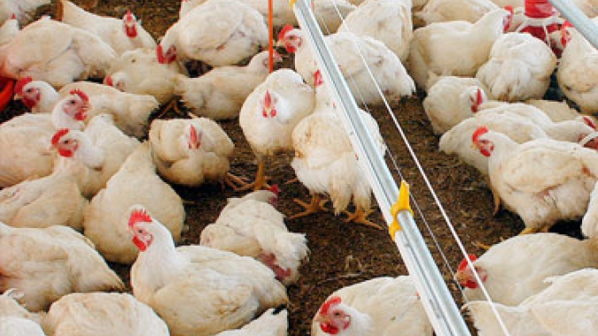 Altas pontuais registradas para o mercado do frango nesta segunda-feira (7)